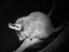 Asian Garden Dormouse photo 5