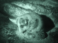 Asian Garden Dormouse photo 3