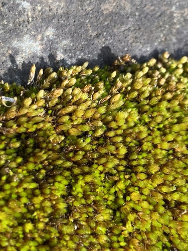 Plagiobryoides vinosula