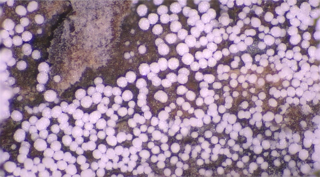 Aegerita candida · May 2026 · photo: © iandickie (iNaturalist, cc-by)