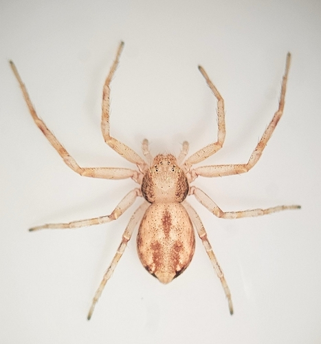 Philodromus montanus