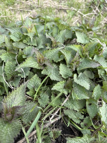 Spotted deadnettle