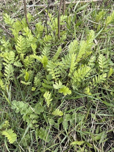 tansy