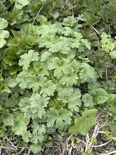 five-bladed motherwort