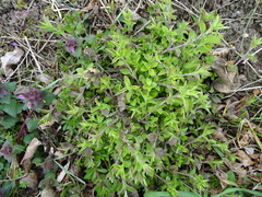 Moehringia trinervia