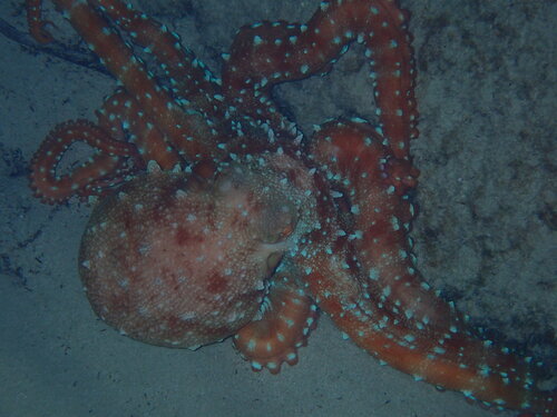 Atlantic White-spotted Octopus