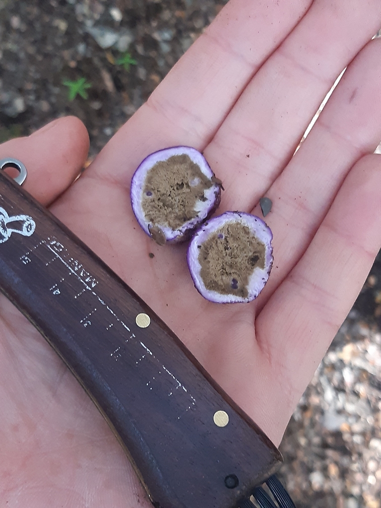 Gallacea scleroderma · May 2026 · photo: © georgecox (iNaturalist, cc0)