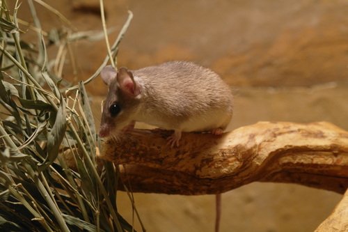 Cairo Spiny Mouse