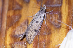 Acrolophus mortipennella