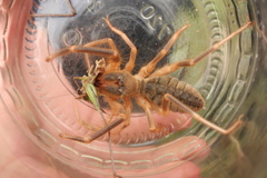 Galeodes araneoides