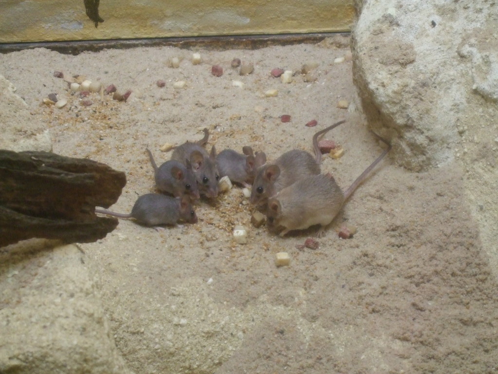 Seurat’s Spiny Mouse