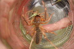 Galeodes araneoides