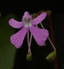 Impatiens acaulis
