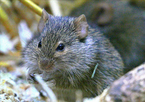 Neumann's Grass Rat (Arvicanthis neumanni) — Least Concern Mammalia