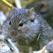 Somali Grass Rat - Photo (c) Rolf Dietrich Brecher, some rights reserved (CC BY-SA)
