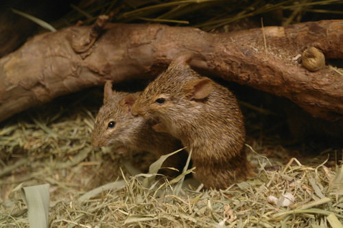 Neumann's Arvicanthis