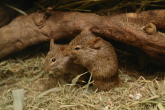 Neumann's Arvicanthis photo 2