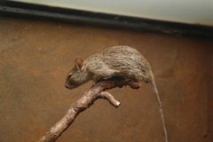 Neumann's Arvicanthis photo 3