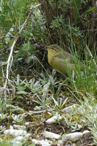 iNaturalist image
