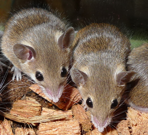 Matthey's Pygmy Mouse (Mus mattheyi) — Least Concern Mammalia