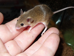 Matthey's Mouse photo 2