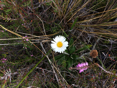 Celmisia spectabilis