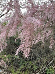 Tamarix