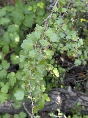 Ribes californicum, photograph (c) Parsa Fard, some rights reserved (CC BY)