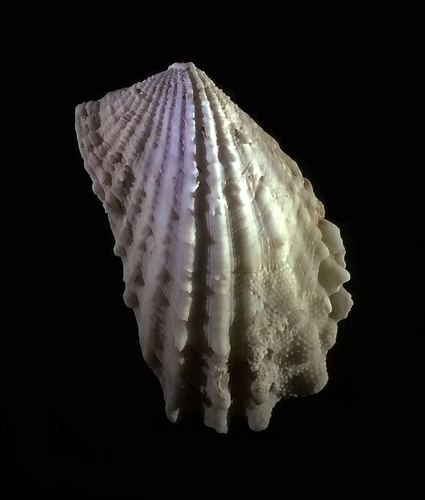 Cardita calyculata