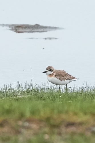 Tibetan Sand-Plover