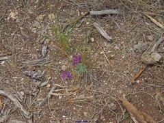 Linaria elegans