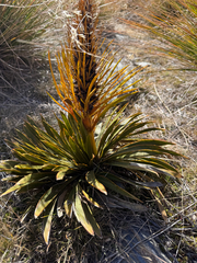 Aciphylla kirkii