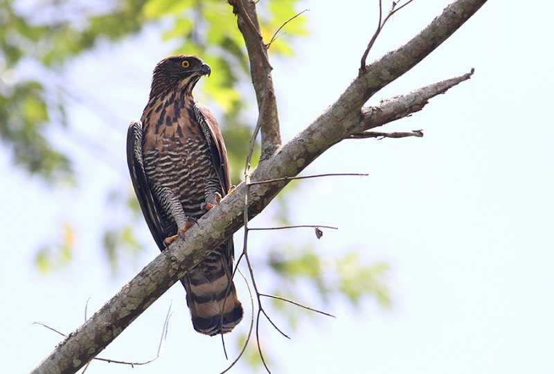 Sulawesi Hawk-Eagle