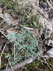 Capnoides sempervirens