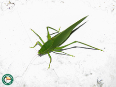 Phylloptera