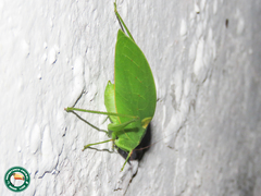 Phylloptera