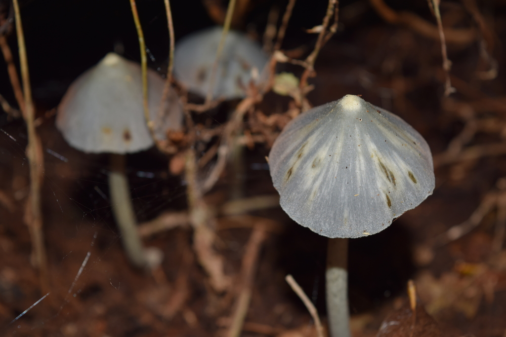 Entoloma hochstetteri · May 2026 · photo: © davidwhyte (iNaturalist, cc-by-sa)