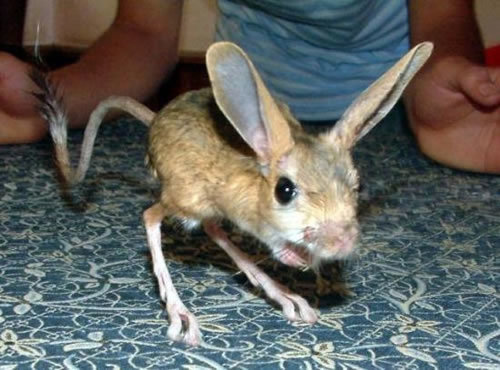 Four-toed Jerboa (Scarturus tetradactylus) — Data Deficient Mammalia