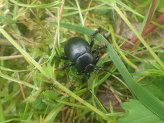 Timarcha tenebricosa