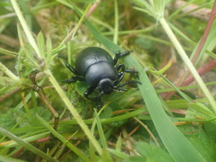 Timarcha tenebricosa