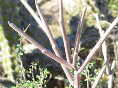 Euphorbia lomelii