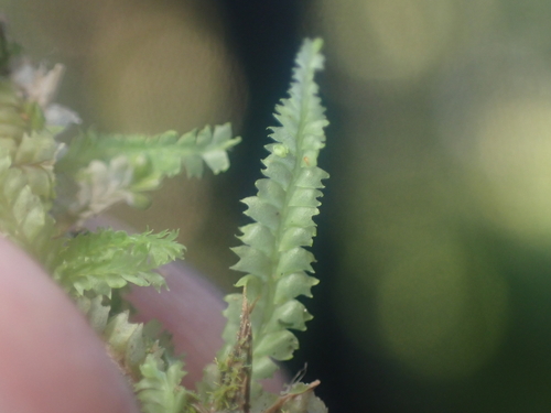 Geocalyx caledonicus