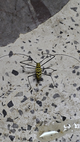 Wood Crane Longhorn-beetle