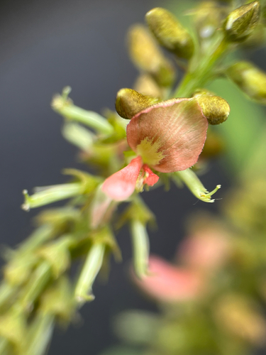 Indigofera suffruticosa observed 2026-05-01