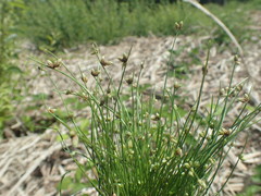Isolepis setacea