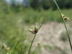 Isolepis setacea