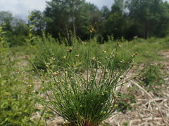 Isolepis setacea