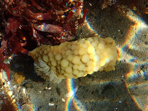 Doris wellingtonensis