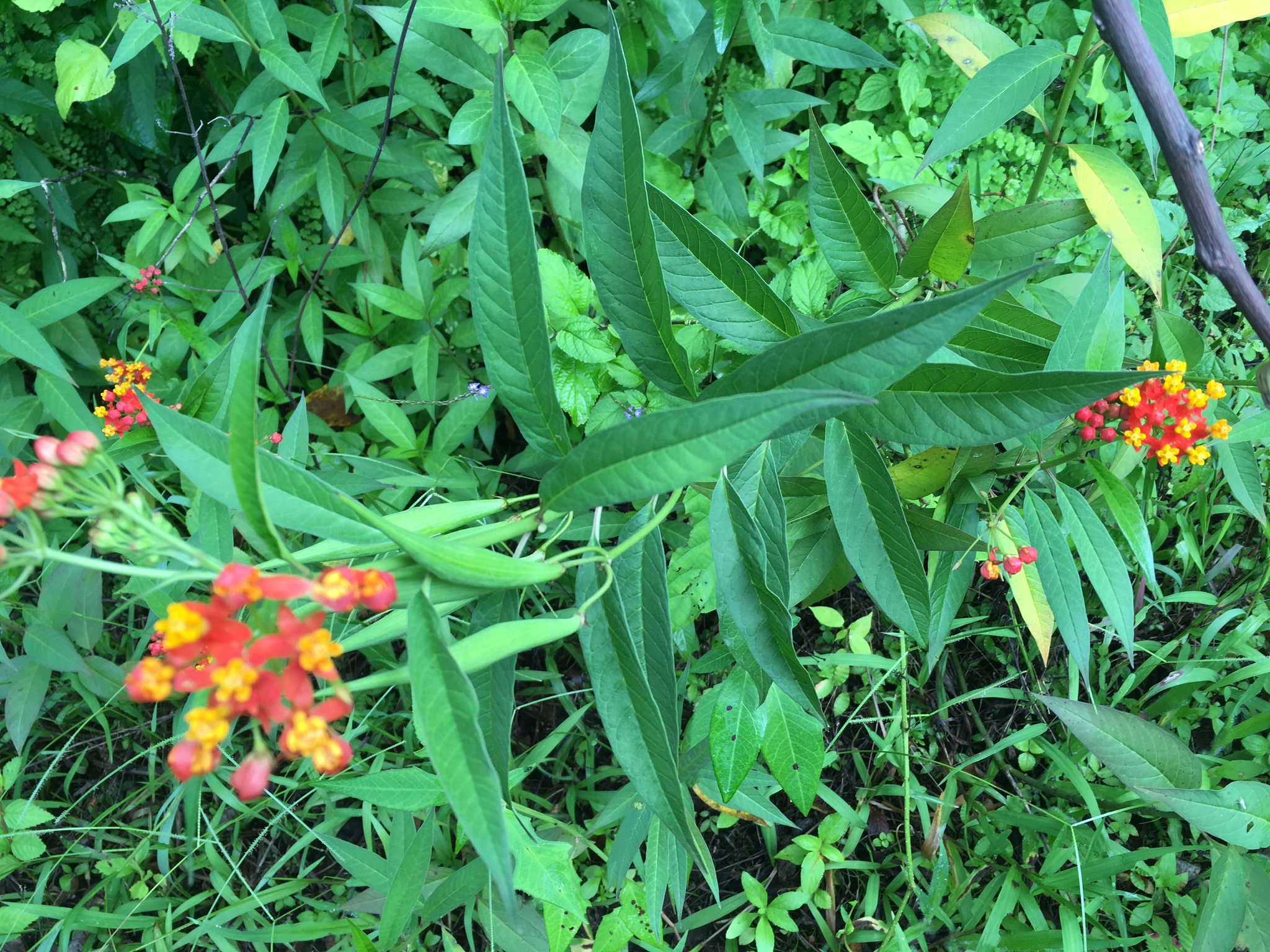 Asclepias image