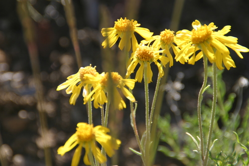 Hymenoxys cooperi (A.Gray) Cockerell